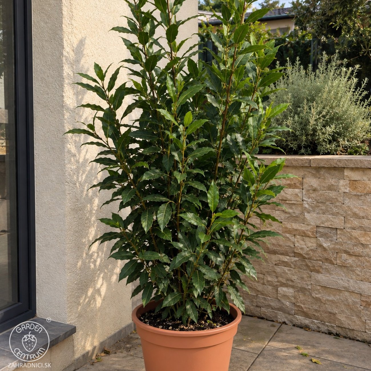 Obrázok Vavrín pravý - Laurus nobilis (bobkový list) - výška 15-25 cm, kont. C2L